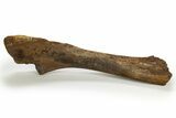 Fossil Hadrosaur (Edmontosaurus) Partial Tibia - Wyoming #316907-3